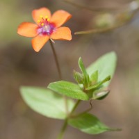 Scarlet Pimpernel